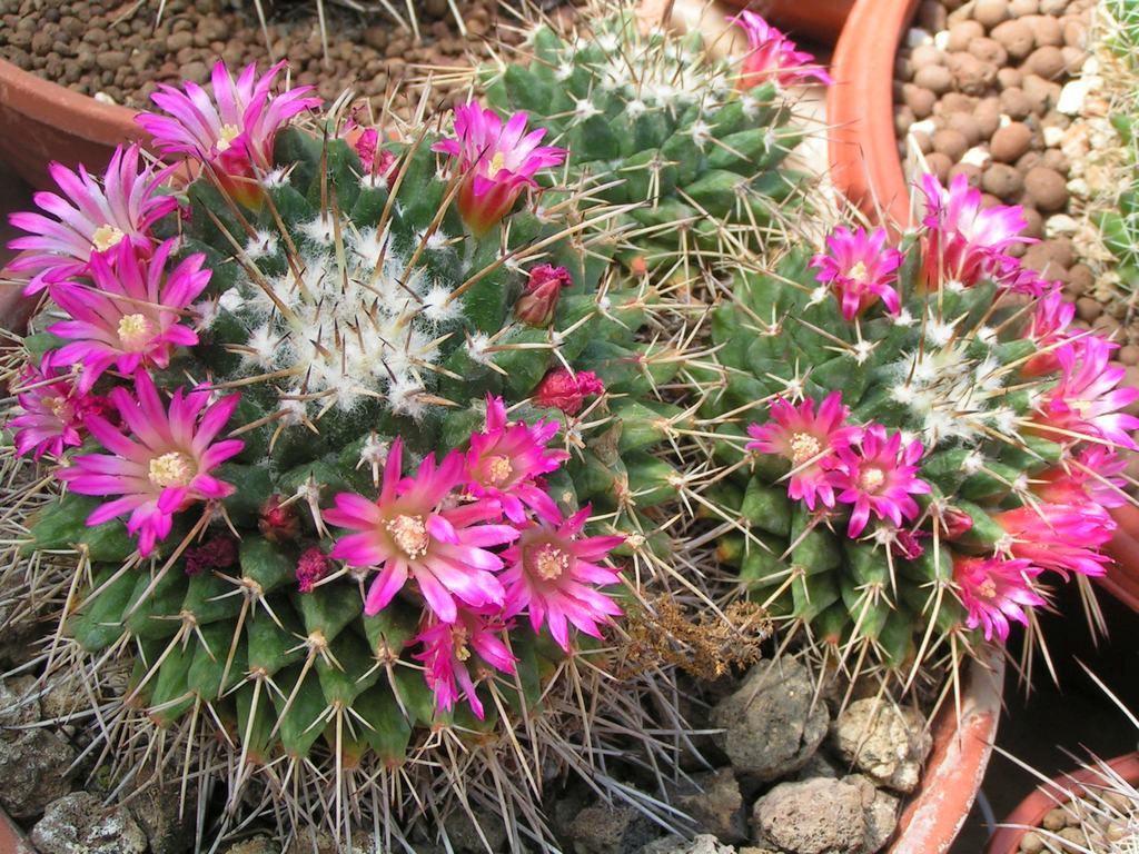 Mammillaria collinsii